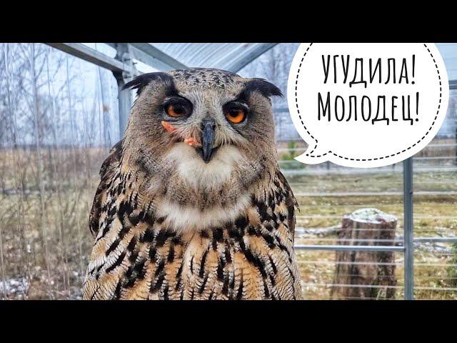 Owl Yoll knows that before winter you should never give up delicious! And he advises you!