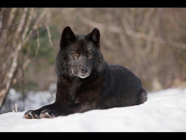 Восхождение чёрного волка 'National Geographic HD 2017'