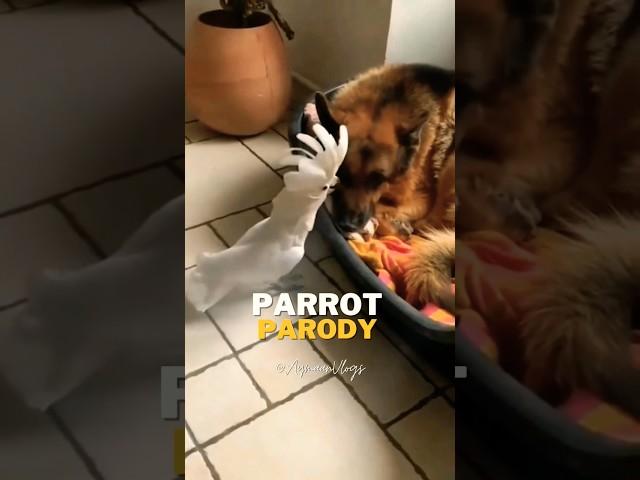 Funny Parrot #funnybirds #barking #imitation #dog #fun #viral #trending #youtubeshorts