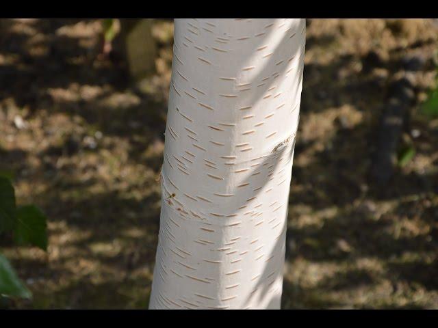 Betula utilis 'Longtrunk'  (Weeping Himalayan Birch)