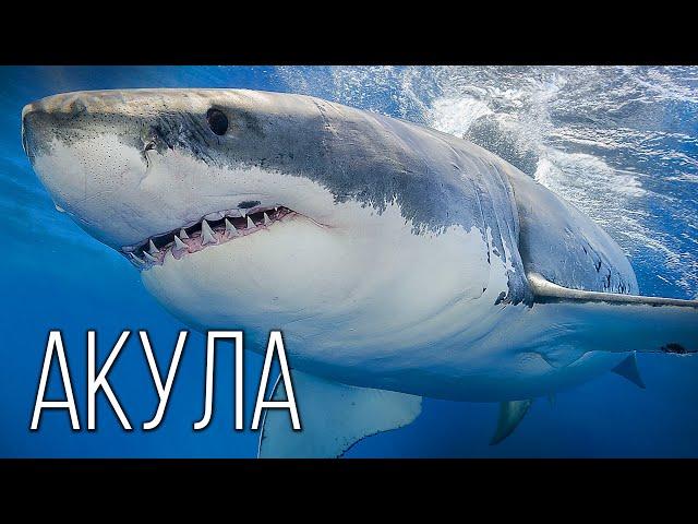 Shark: The Queen of Fish | Interesting facts about sharks