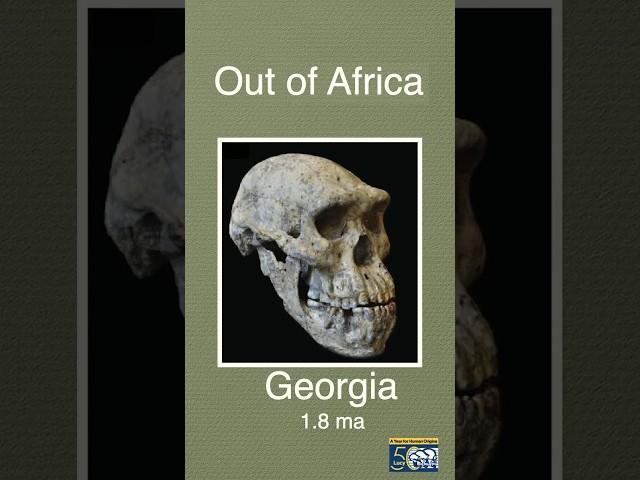 Homo Erectus Out of Africa #shorts #paleoanthropology #fossils #ancestors #science #uctv #research