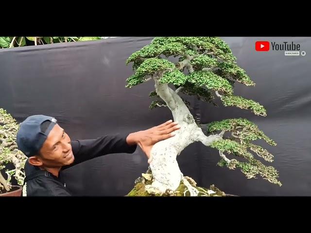 bonsai terindah di kelas bintang