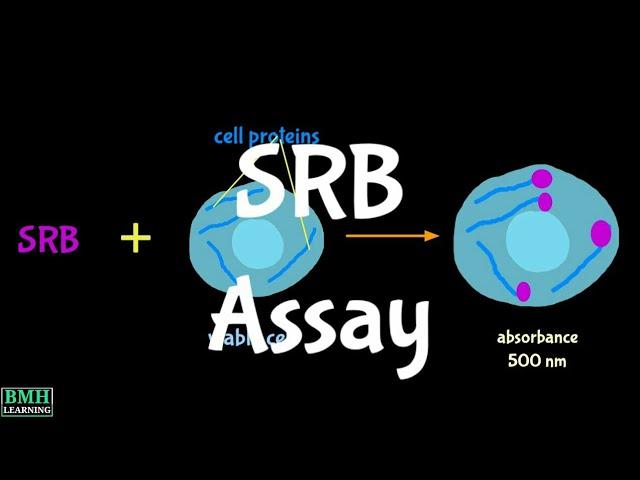 Sulforhodamine B Assay | SRB Assay |