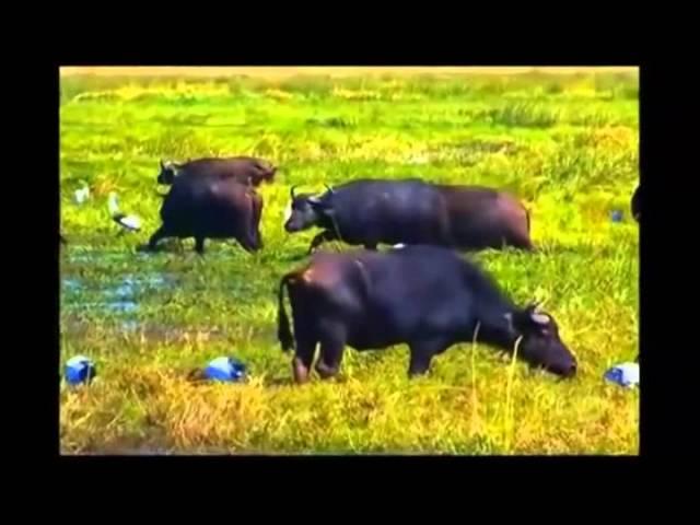 Roberto Fequine Documentário Africa