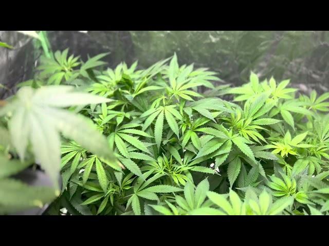 Defoliation before week 1 flower