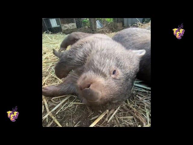 Cute Wombats Compilation 2022 | Funny Wombats | Top Fails Everything | Fails Clips