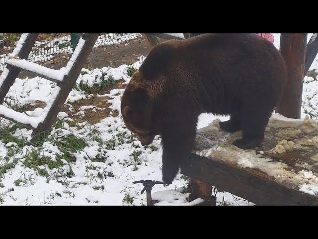 Медведь Мансур очень рад первому снегу ️ Mansur bear is happy with the first snow of the year