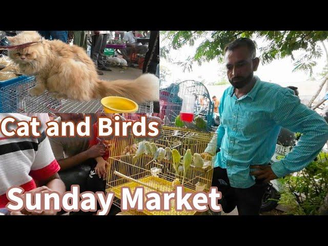 ravivari bazar ahmedabad bird market | Persian Cat, Rabbits, Birds | Budgies Lovebird Cockatiel