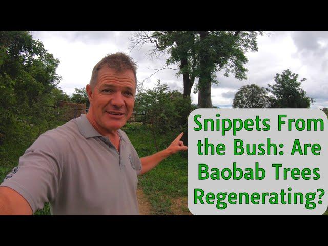 Snippets From the Bush: Are Baobab Trees Regenerating?