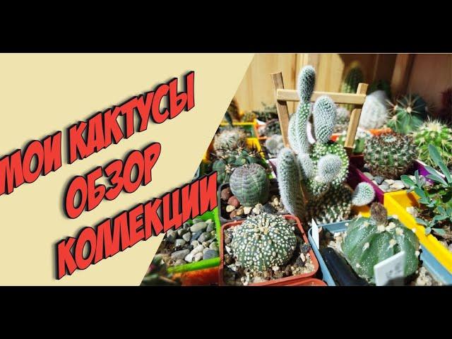 Мои кактусы. Обзор Моей Коллекции. Как все начиналось. Уход за кактусом.