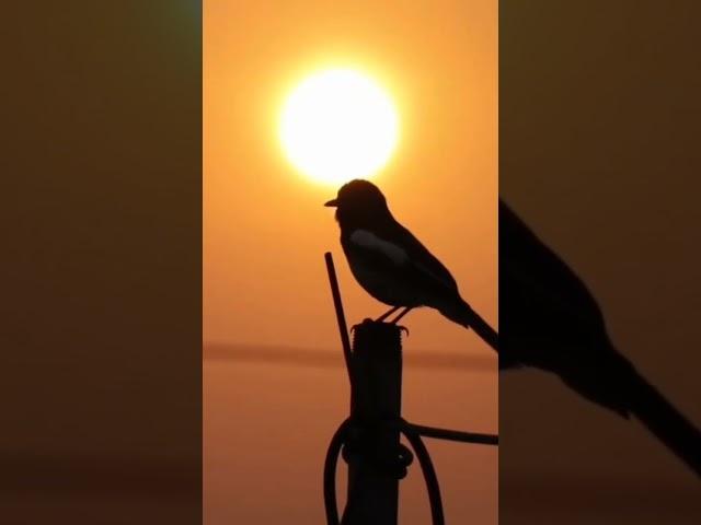 beautiful birds chirping in the morning #shorts #birds