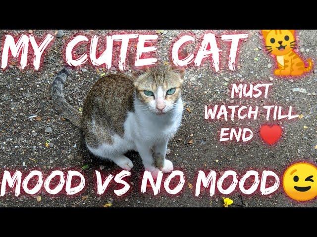 Cute and Funny Cat Videos | Cute Kittens Videos | Cute Cats meowing | Baby Cats Videos | kittens.