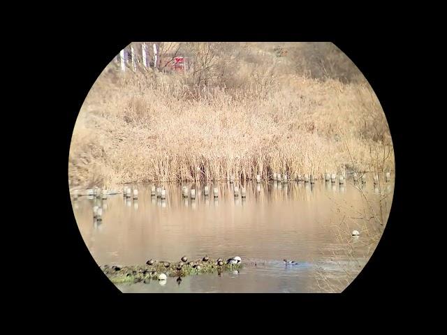 Opticron HR WP 8x42