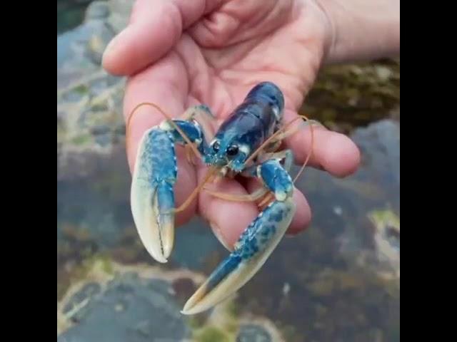 Baby blue lobster jumpscare