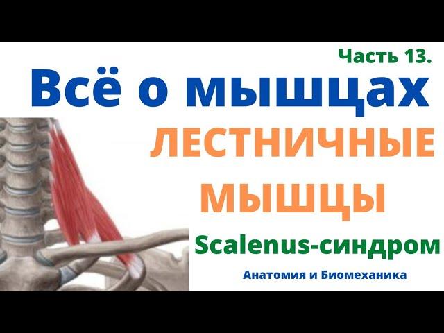 Лестничные мышцы. Синдром лестничных мышц. Всё о мышцах. Часть 13.