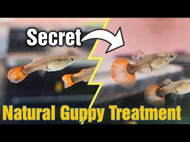 I CURED Almost Any Type of GUPPY DESEASE With This Natural Method (Finrot/ClampedFin/WhiteSpots)