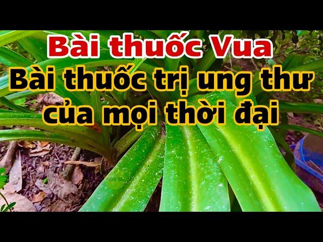 Bài thuốc Vua…PHAN HẢI Channel