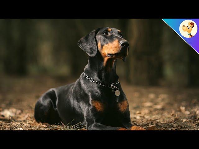 Dobermann Rasseportrait ▶︎ Herkunft, Pflege & Haltung 