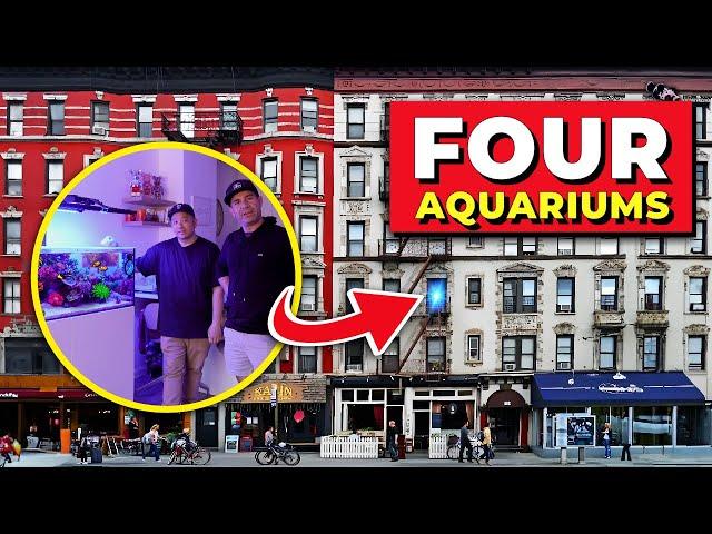 He Keeps FOUR Aquariums in a TINY NYC Apartment!