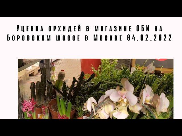 Уценка орхидей в магазине ОБИ на Боровском шоссе в Москве 04.02.2022