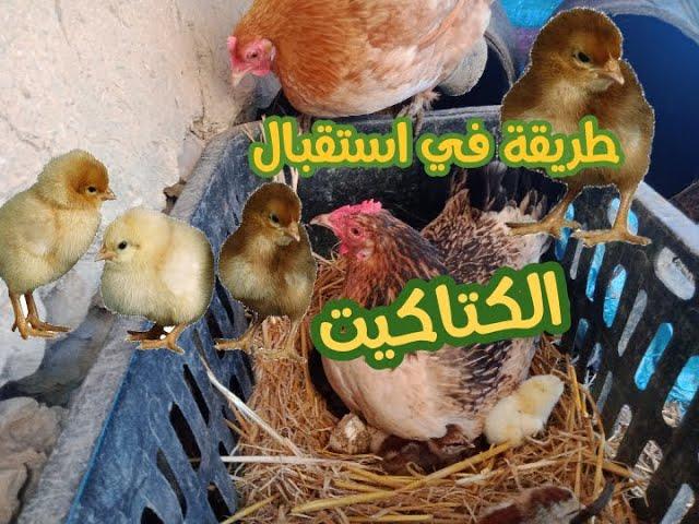 طريقة في استقبال الكتاكيت  _ يوميات روبيو المزارع 30