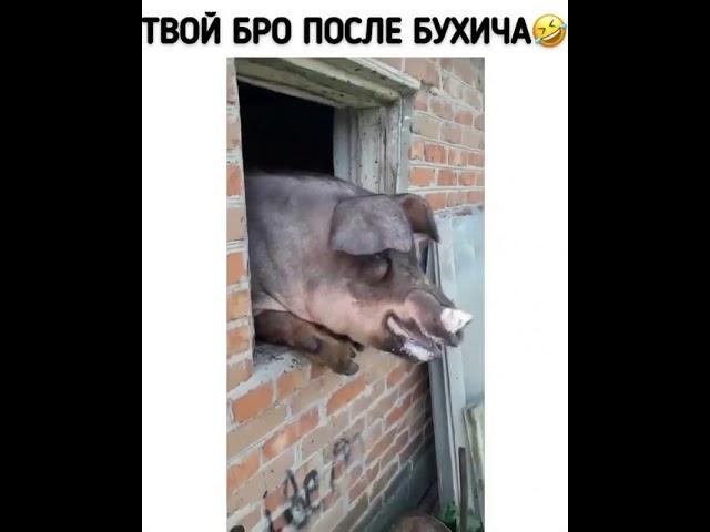 твой бро после бухича