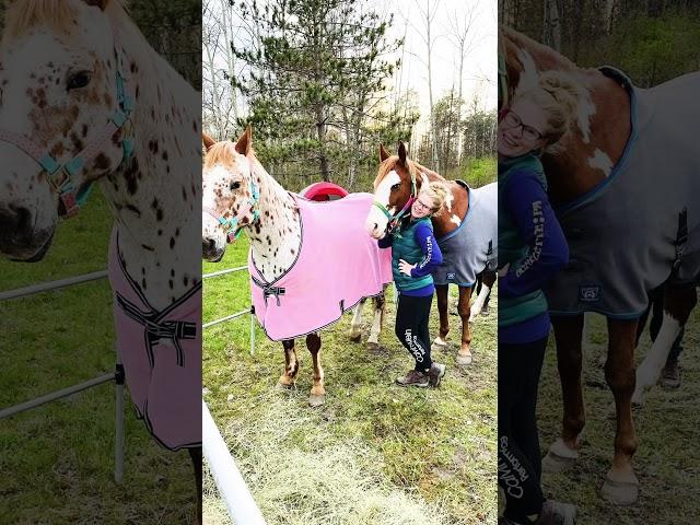 I Can’t Believe This Horse Was at an Auction.. #auction #horselover #transformation #equestrian