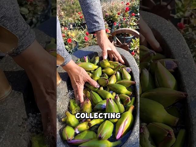 Processing Lotus Buds #shorts