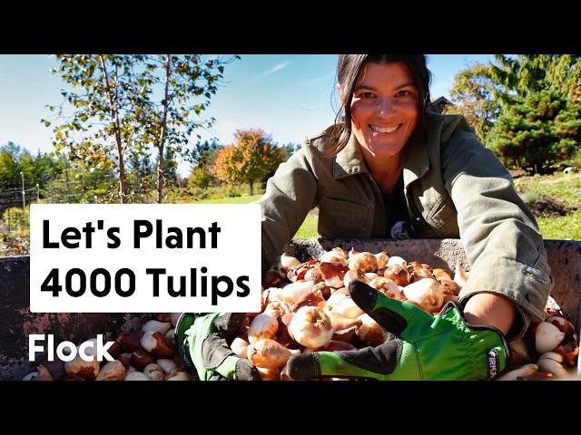 Unbox and Plant a 4000-TULIP GARDEN — Ep. 283