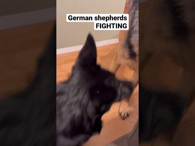 German shepherds FIGHTING! #germanshepherd  #shorts #gsd