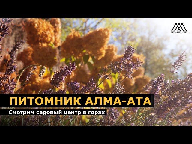 Как выращивают растения для благоустройства? I Садовый центр Алма-Ата I Градоблог-Алматы