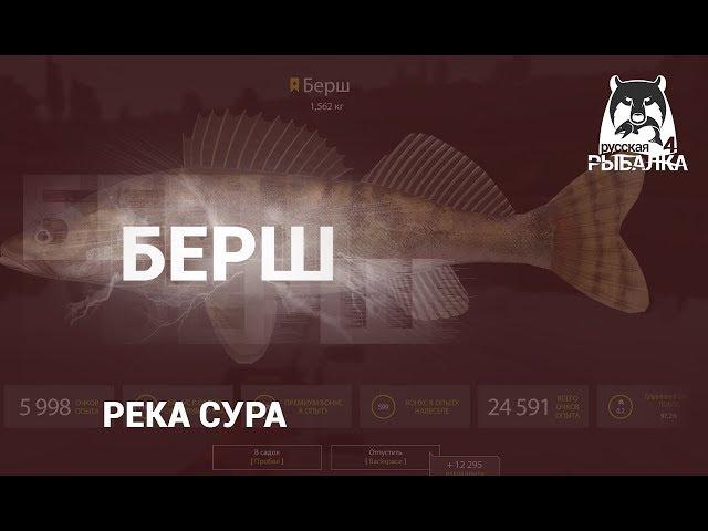 RF4! РР4! Русская Рыбалка 4! Река Сура - Судак и Берш!