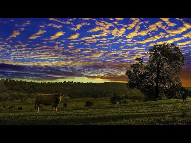   FARM EVENING sound - Countryside nature - Bird , cow & insect - holiday , land , weekend