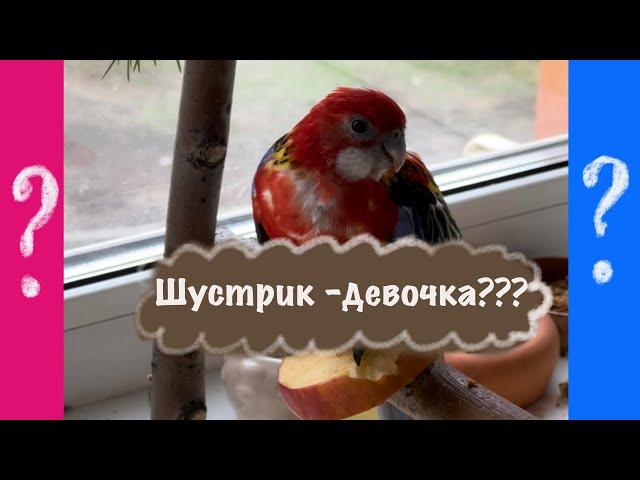 Шустрик-девочка или мальчик?