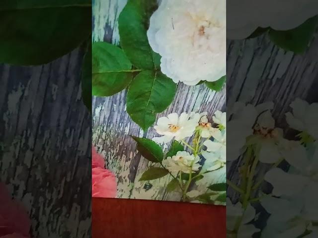 "Цветы Любви".сл.и музФаины и Юрия Леминовых.исп Фаина и Юрий Леминовы.