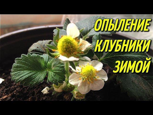 ОПЫЛЕНИЕ КЛУБНИКИ   НА ПОДОКОННИКЕ,ЗИМОЙ.