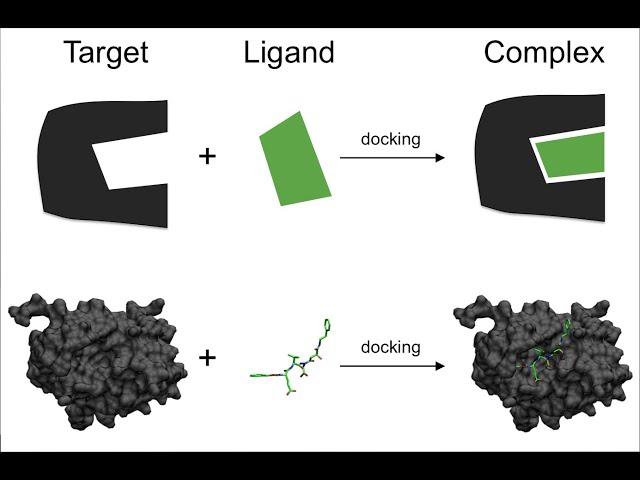 Drug Design Molecular docking Using UCSF Chimera autodock vina plugin