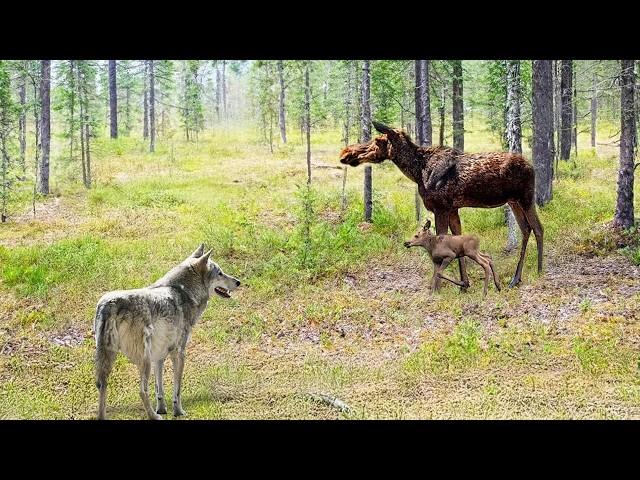 Эти Волки Наводят Ужас На Всю Округу! Редкие Сражения Животных , Снятые на Камеру!