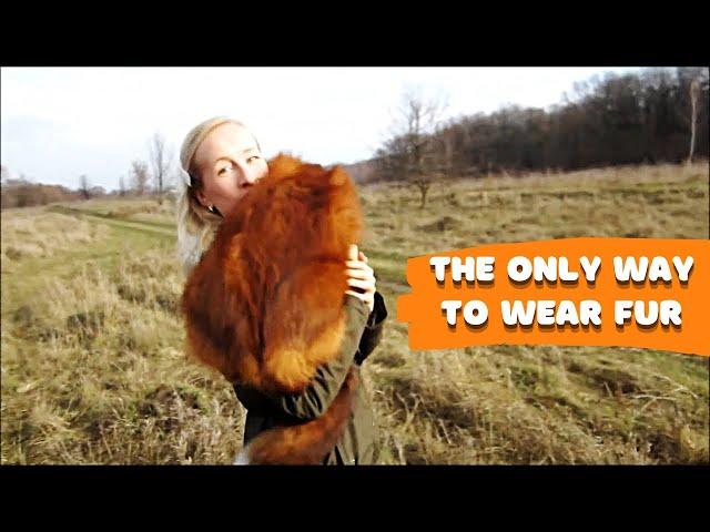 The Living Fur Coat Alf the Fox! This is the Only Way to Wear Fur!