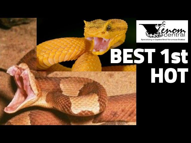 Best Starter Venomous Snake | Best Snake for Beginners