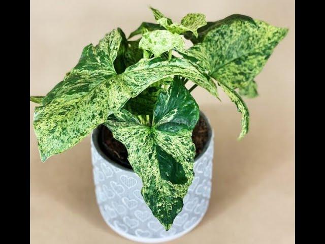 Філодендрон Magic Mask,Syngonium Mottled Arrow Mojito,Сингоніум Emerald Gem Variegated, Neon Pink