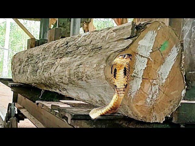 sawing old teak logs full of beautiful fibers into quality furniture materials at the sawmill