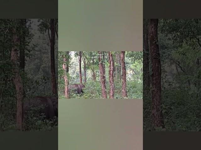 Elephant in deep forest #northbengal #nature #relaxingsounds #naturetherapy #wildlife