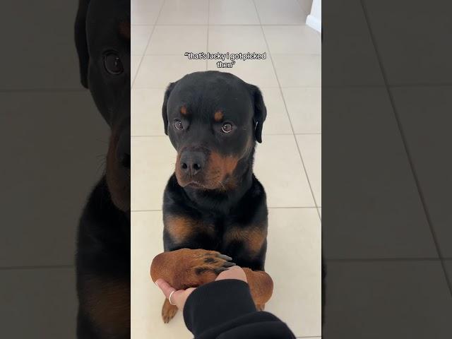 MY SHAYLA  @nalatheneedyrottie #rottweiler
