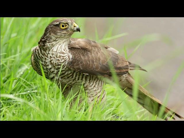 Accipiter brevipes