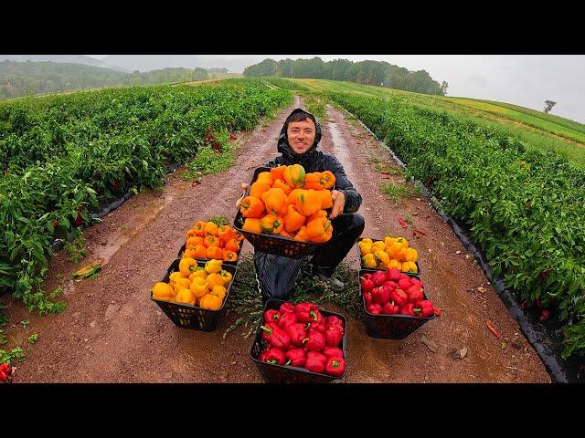 A Very Rainy Harvest!