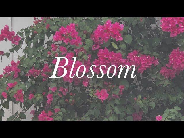 Blossom - Noah Gundersen Cover (Matt Kelley)