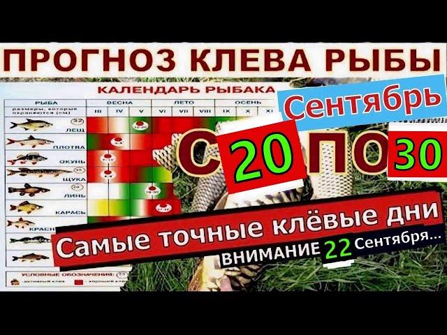 Прогноз клева рыбы на неделю с 20 по 30 Сентября Календарь клева рыбы Лунный календарь рыбака