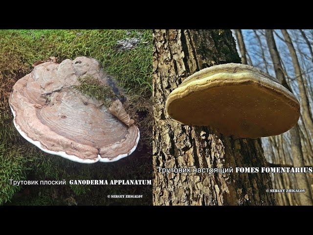 Трутовик плоский Ganoderma applanatum и  Трутовик настоящий Fomes fomentarius  против Диспепсии